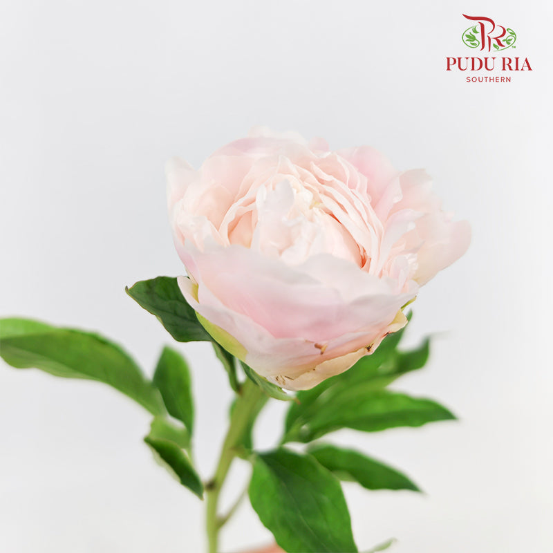 Peony Pink 芍药 - (5 Stems)