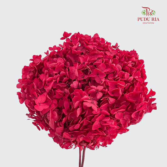 Preservative Hydrangea Small Petal - Red Raspberry