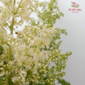 Sorbaria Sorbifolia White - Pudu Ria Florist Southern