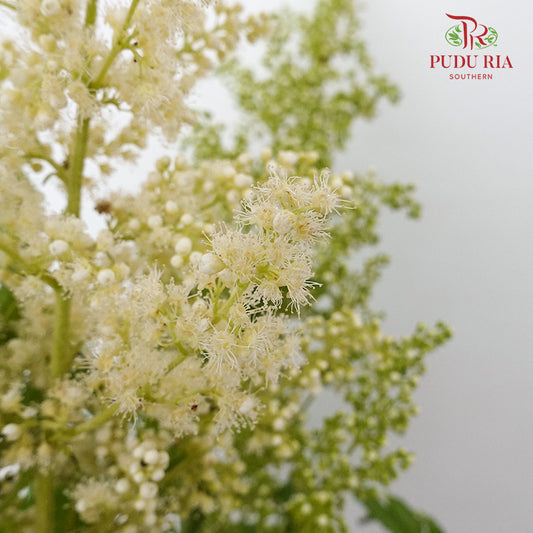 Sorbaria Sorbifolia White - Pudu Ria Florist Southern
