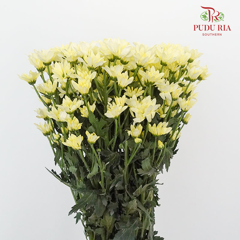 Chrysanthemum Pompom Yellow (10-12 Stems) - Pudu Ria Florist Southern