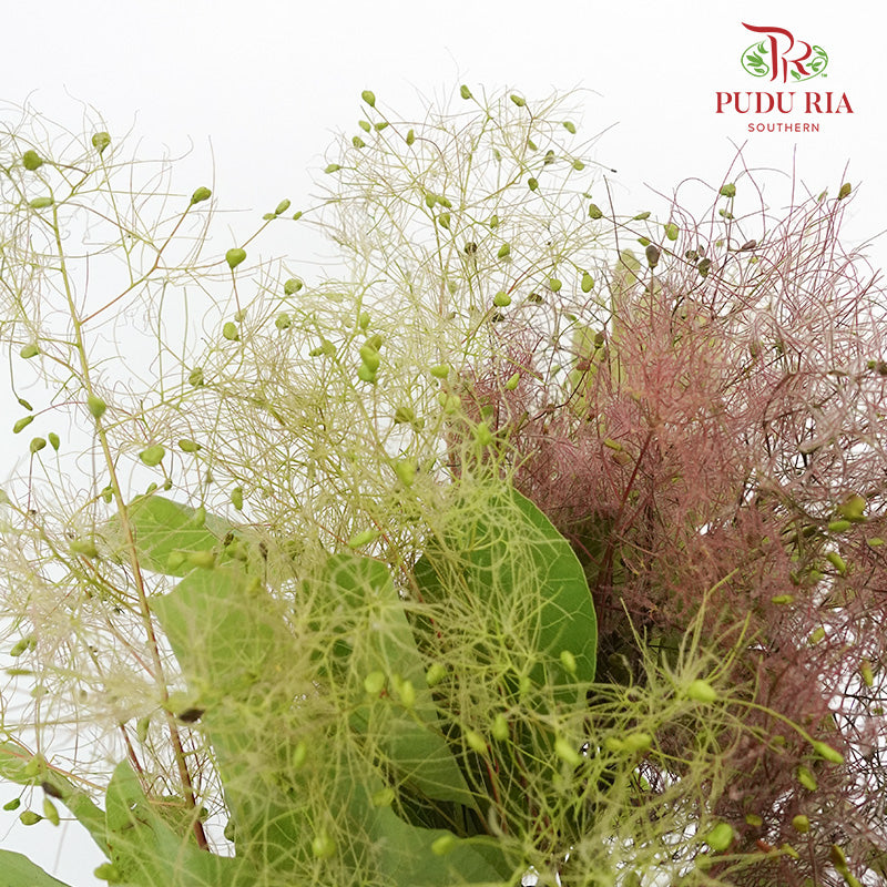 Cotinus Coggygria - Pudu Ria Florist Southern
