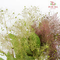 Cotinus Coggygria - Pudu Ria Florist Southern