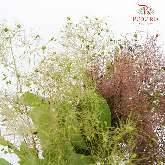 Cotinus Coggygria - Pudu Ria Florist Southern