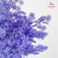 Preservative Asparagus Fern Light Purple