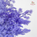 Preservative Asparagus Fern Light Purple
