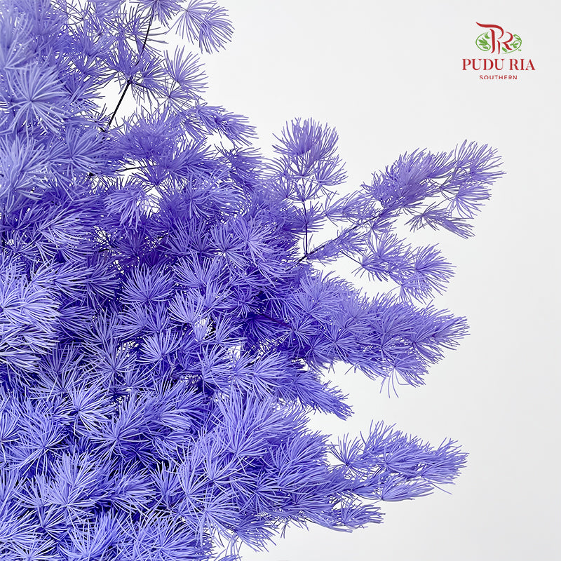 Preservative Asparagus Fern Light Purple