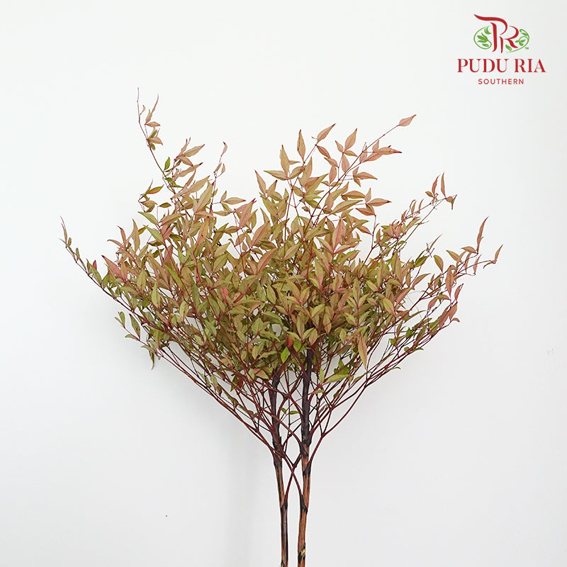 Nandina Domestic - Pudu Ria Florist Southern
