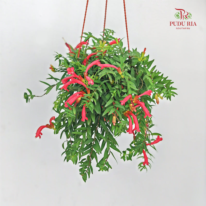 Aeschynanthus Japhrolepis (Mini Lipstick)