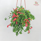 Aeschynanthus Japhrolepis (Mini Lipstick)