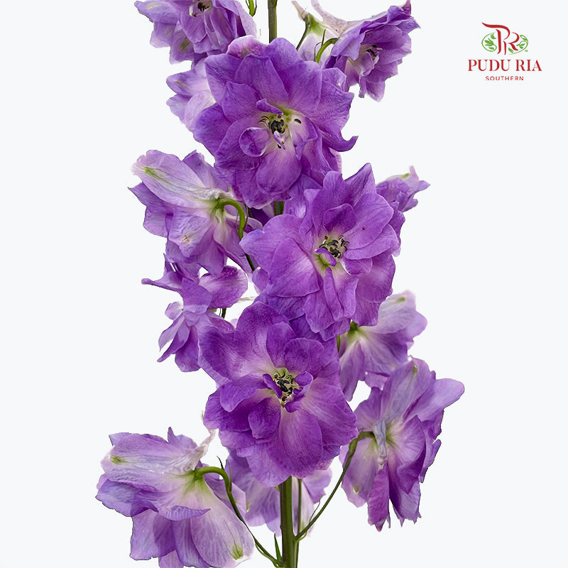 Delphinium Short Purple 飞燕草 - (5 Stems)