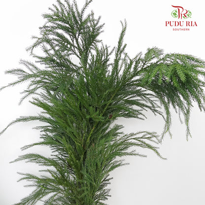 Cryptomeria - Pudu Ria Florist Southern