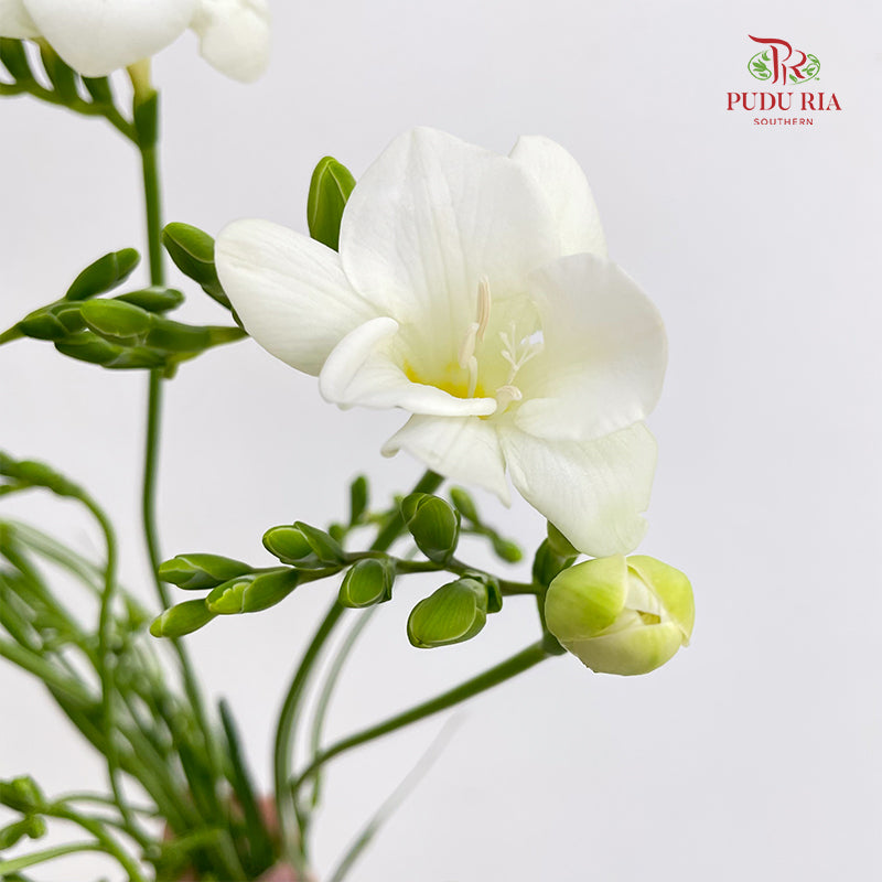 Freesia White - (Per Bundle)