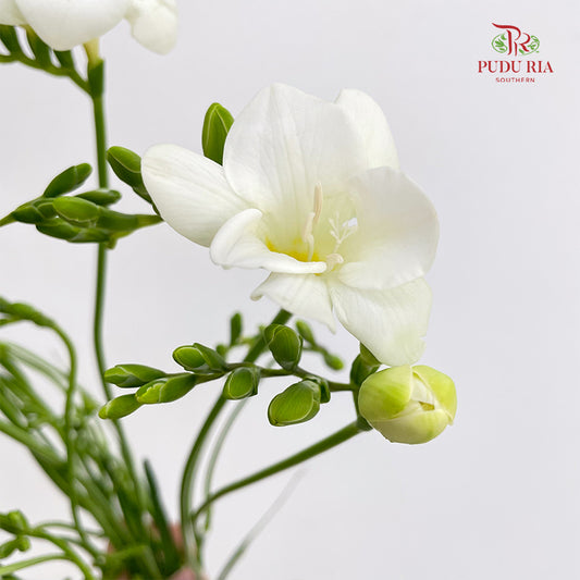Freesia White - (Per Bundle)