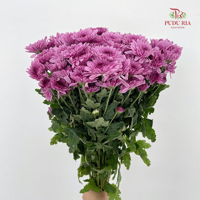 Chrysanthemum Pompom Purple 5 - (10-12 Stems)