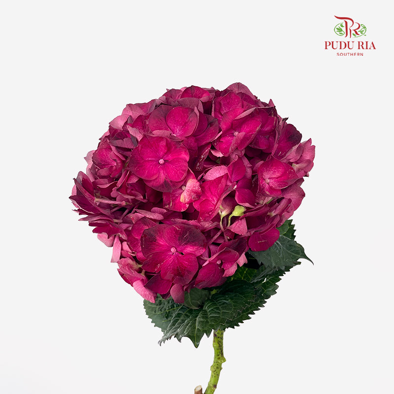 Hydrangea Red Wine - (Per Stem)