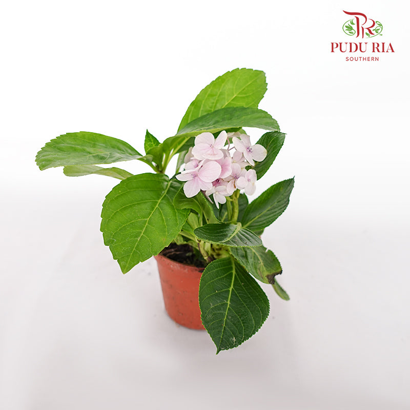 Hydrangea Plant - Pudu Ria Florist Southern
