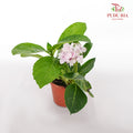 Hydrangea Plant - Pudu Ria Florist Southern