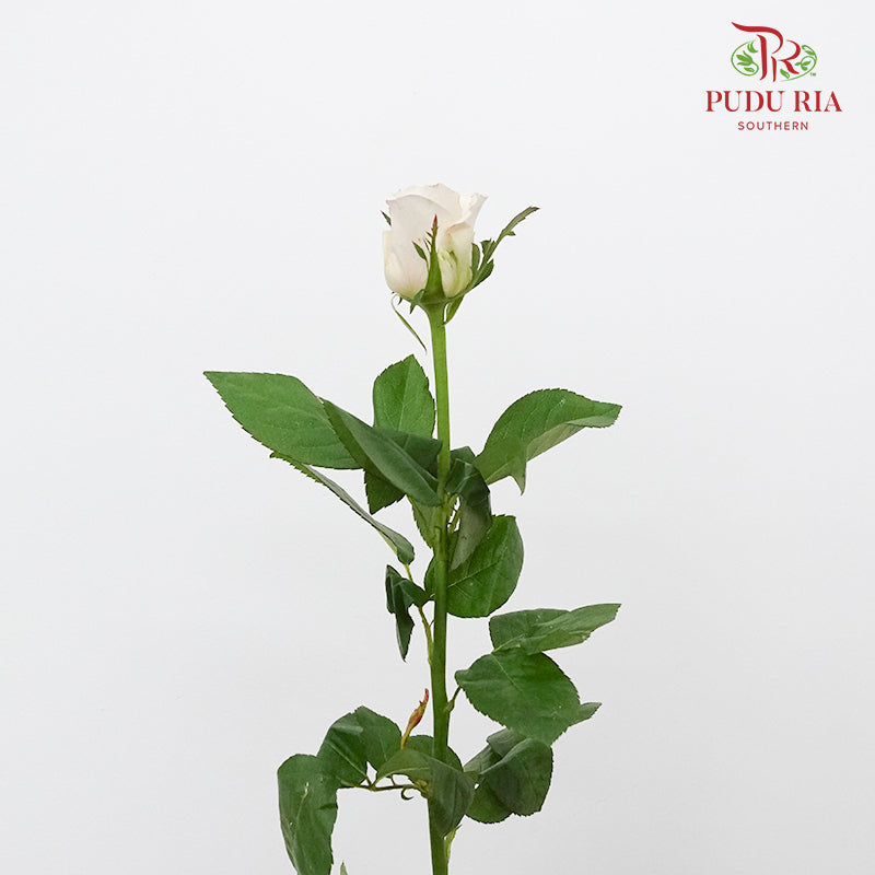 Rose Silver Slip (8-10 Stems) - Pudu Ria Florist Southern