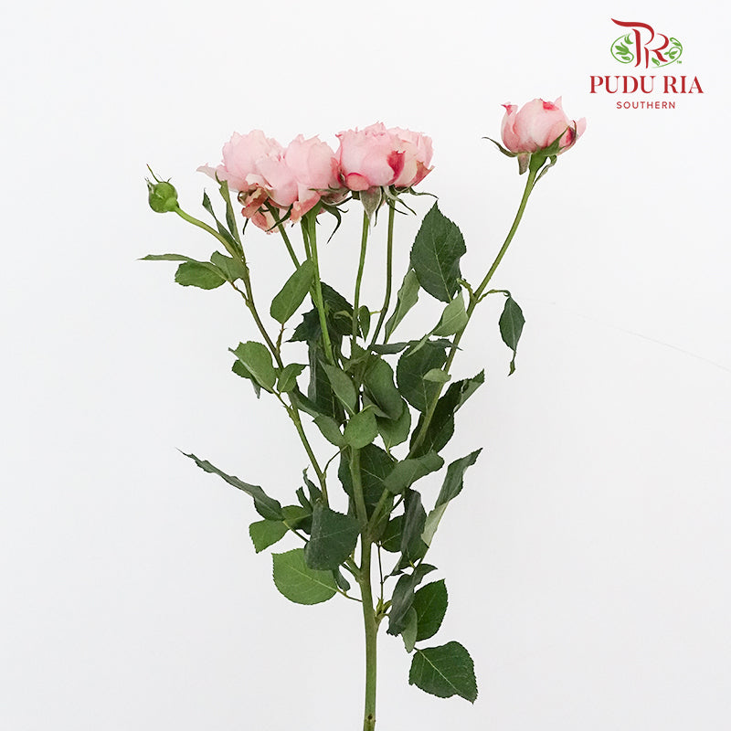 Rose Spray Juliet (6 Stems) - Pudu Ria Florist Southern