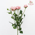 Rose Spray Juliet (6 Stems) - Pudu Ria Florist Southern