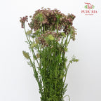 Daucus Carota - Pudu Ria Florist Southern