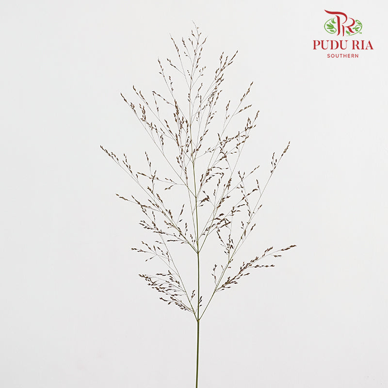 Switchgrass (Ornamental grass) 柳枝稷 - (Per Bundle)