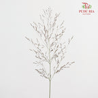 Switchgrass (Ornamental grass) 柳枝稷 - (Per Bundle)