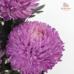 Peony Chrysanthemum Dyed Purple 牡丹菊 - (5 Stems)