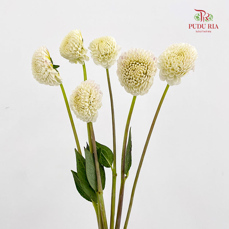 Dahlia Cream - (Per Bundle)