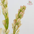 Tuberose 晚香玉 - (5 Stems)