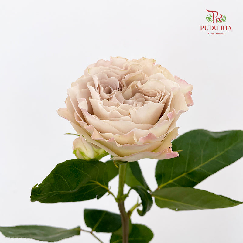 Rose Westminister Abbey - (10 Stems)