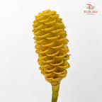 Wild Ginger Yellow 蜂巢姜花 - (Per Stems)