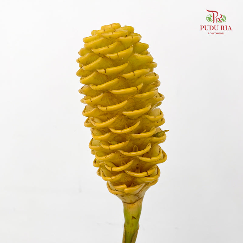 Wild Ginger Yellow 蜂巢姜花 - (Per Stems)