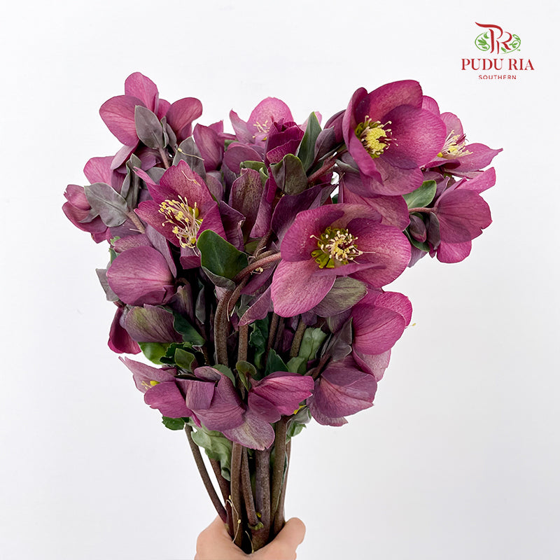 Helleborus Red - (Per Bundle)