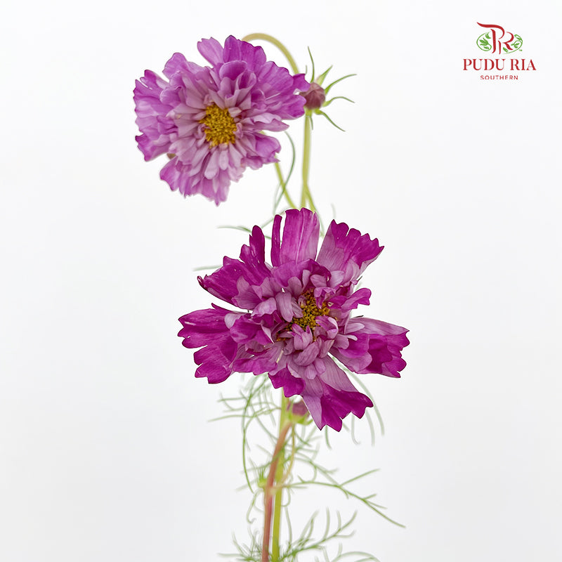 Cosmos Bipinnatus Purple 秋英 - (5 Stems)