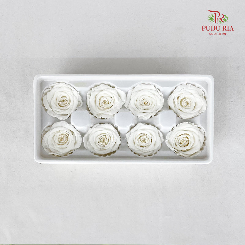 8 Bloom Preservative Rose - White