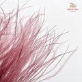 Dry Stipa Grass (Feather Grass) - Red Bean