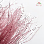Dry Stipa Grass (Feather Grass) - Red Bean