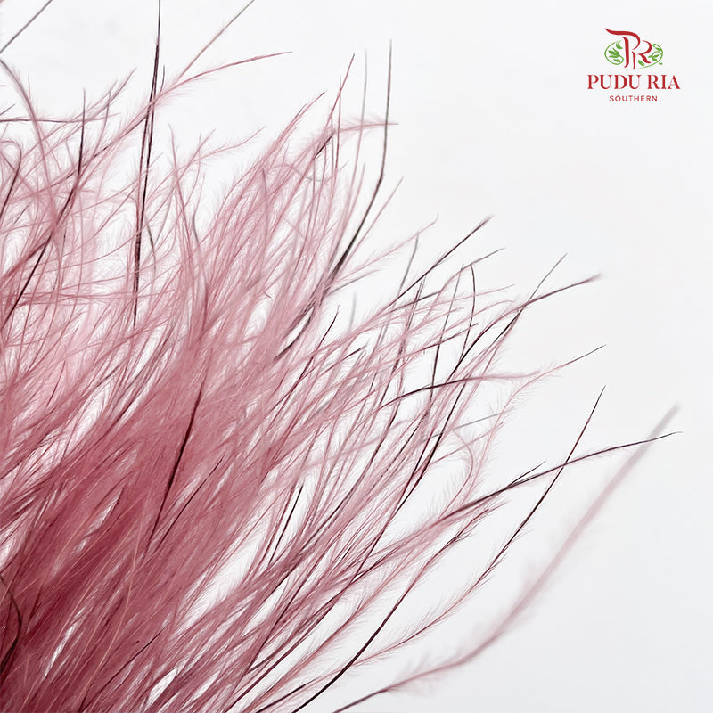 Dry Stipa Grass (Feather Grass) - Red Bean