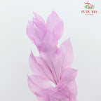 Dry Orange Leaf - Purple
