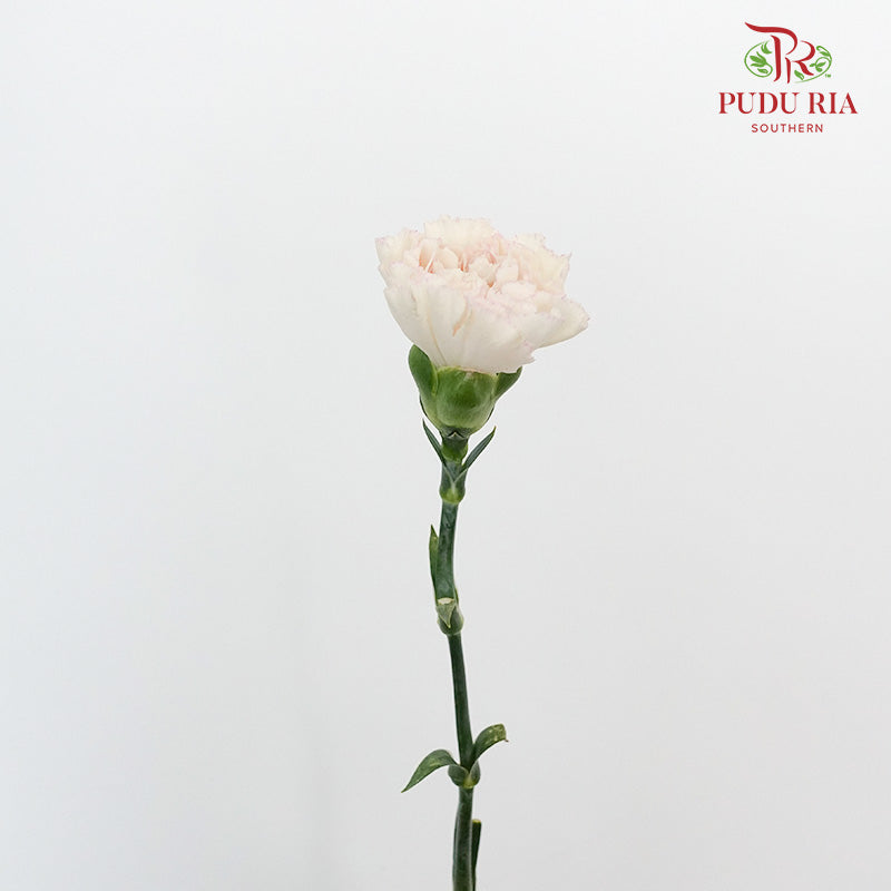 Carnation St Huan Yan (18-20 Stems) - Pudu Ria Florist Southern