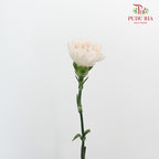 Carnation St Huan Yan (18-20 Stems) - Pudu Ria Florist Southern