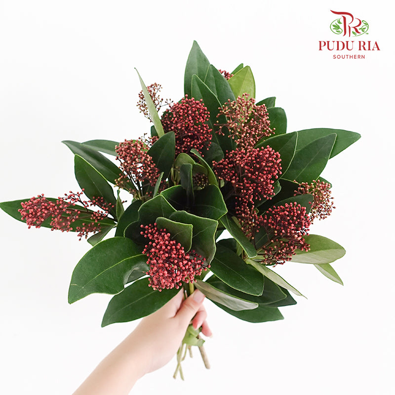 Skimmia Red 茵芋 - (Per Bundle)