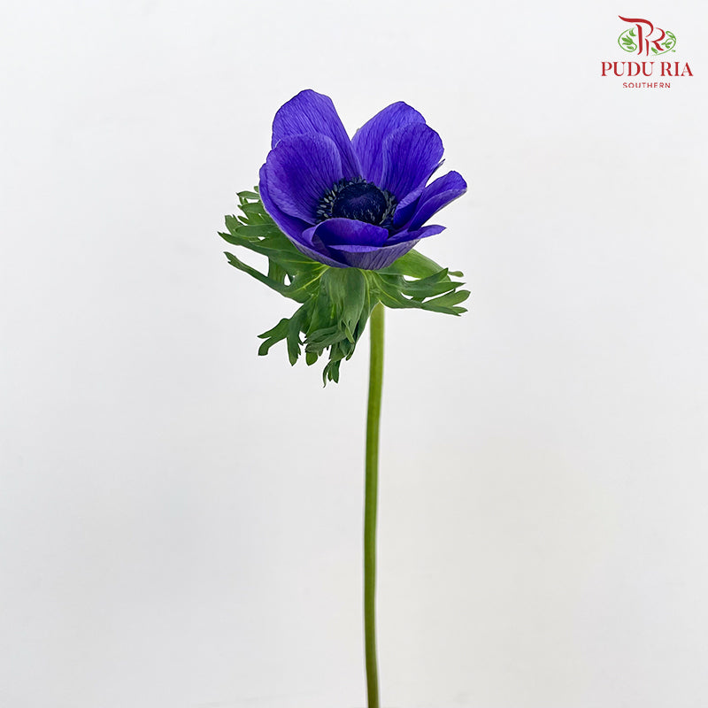Anemone Hupehensis Purple 银莲花 - (Per Bundle)