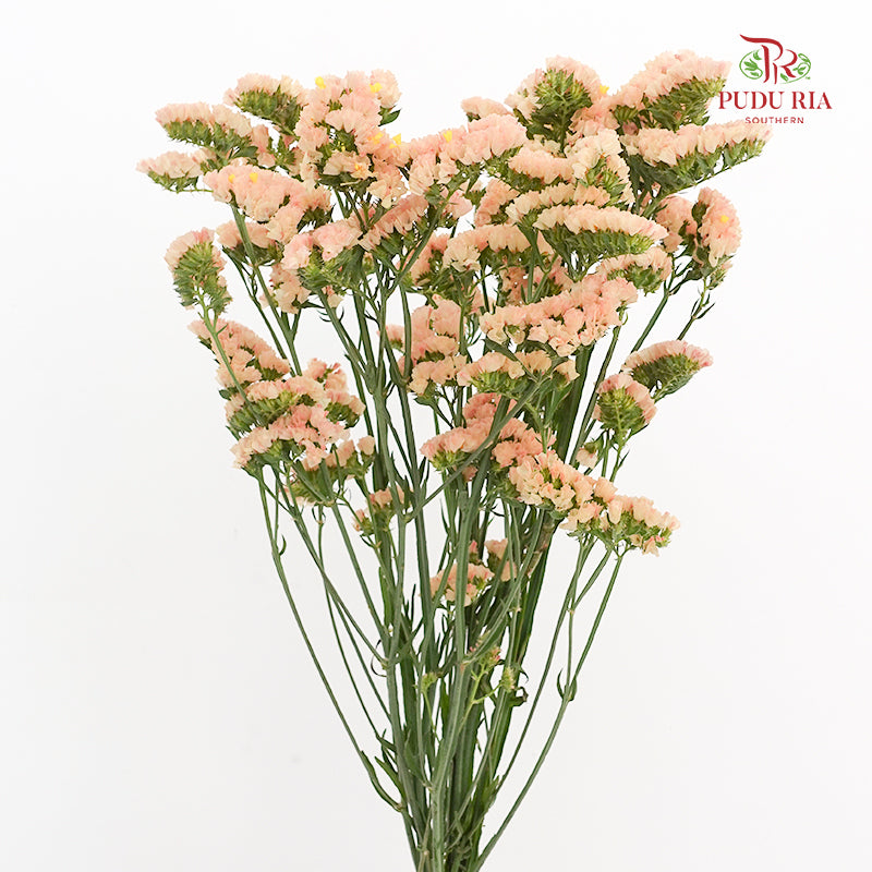 Statice Champagne 勿忘我 - (10 Stems)