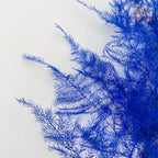 Preservative Asparagus Fern - Blue
