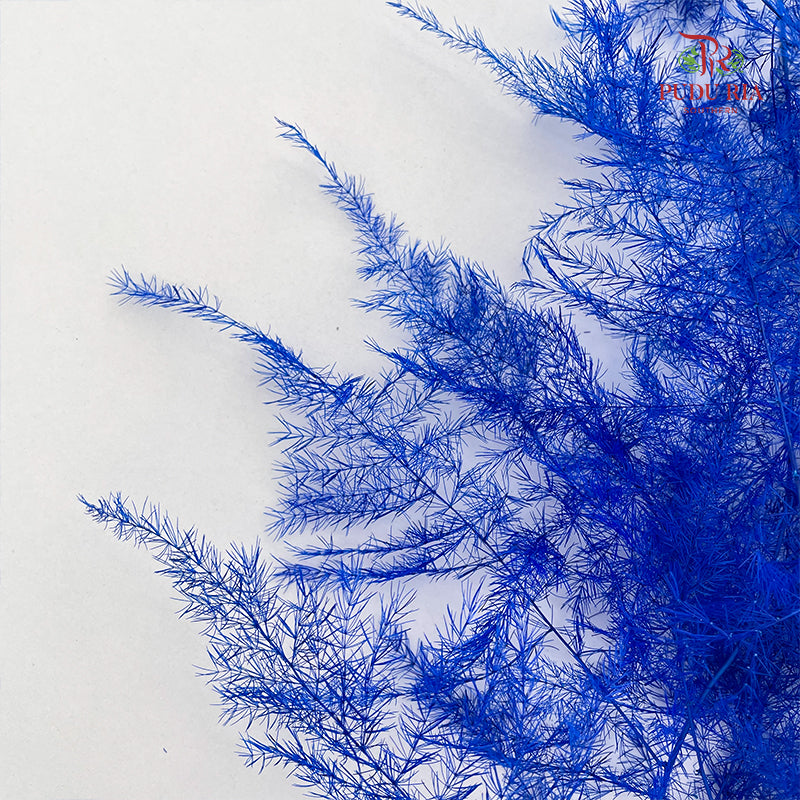 Preservative Asparagus Fern - Blue
