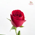 Rose Net Red - (19-20 Stems)
