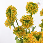 Ranunculus Fairyland Yellow 洋牡丹 - (8-10 Stems)